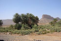 Westsahara, Marokko: Expeditionsreise Marokkos Süden - Palmen vor Gebirgskulisse